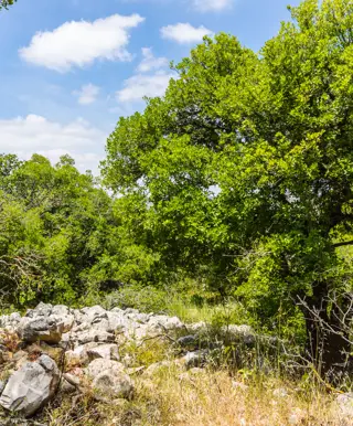 Mit dem Bike durch das Ajloun Forst Reserve